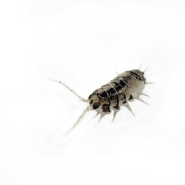 Cylisticus Convexus Ukraine Pied Isopod
